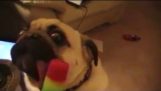 Derpy Pug Licks Popsicle with Giant Tongue