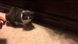 Zgrabi mačka tretira ispod kreveta