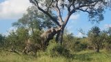 Olifant ontwortelt een boom