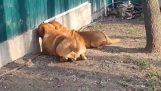 Twee honden die achter een hek gluren
