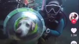 Dog is scuba diving