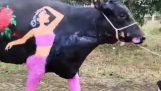 牛にバレンタインデーの絵を描く