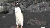 Il pinguino passato il sigillo per roccia