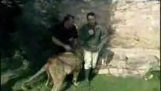 Egy francia újságíró támadó oroszlán