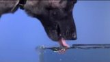 Σκύλος που πίνει νερό σε αργή κίνηση