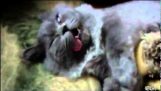 Slaperige kat met ongelooflijke gezicht