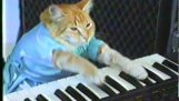 Cat pianist