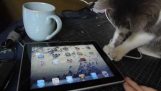 חתול לומד להשתמש iPad