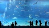世界最大級の水族館