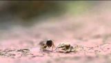Ant vs spindel