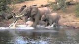 Crocodilo ataca elefante