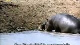 Η “ανθρωπιά” hippopotame
