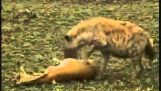 Eine Gazelle spielen tot und Fluchten