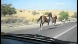 馬與汽車碰撞