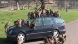 Apen plunderen een auto