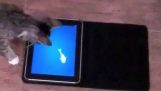 遊戲只是為了在 iPad 上的貓