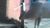 Uma vaca inteligente na Índia