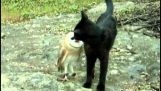 Η φιλία μιας γάτας με μια κουκουβάγια