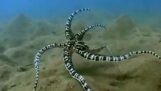 Skloni imitaciji hobotnica