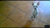 Dancer Chihuahua
