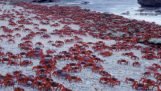 Marea invazie a crabi