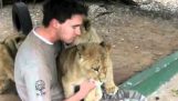 Молоді леви робити обійми