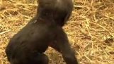 Gorilaki קטן שעושה את צעדיו הראשונים
