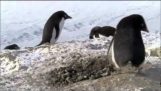 Criminals penguins