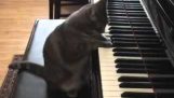 Katten spelar piano