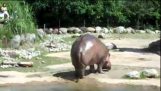 Hipopotamul necorespunzătoare
