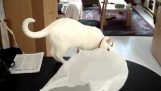 Γιατί οι γάτες πρέπει να μένουν μακριά από πλαστικές σακούλες