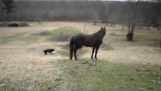Ο σκύλος συνάντησε το άλογο