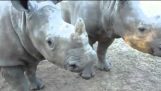 Pieni rhinos yrittää puhua