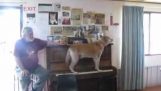 My dog the pianist