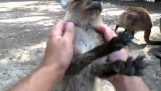 Mały kangur oferuje masaż
