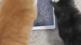 貓咪與平板電腦