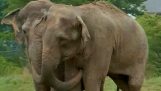 Deux éléphants se retrouvent après 22 ans