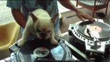 DJ hond
