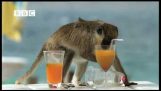 Scimmie alcolisti dei Caraibi