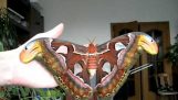Pawica atlas: Majestatyczny motyl