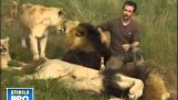 De Kevin Richardson met de leeuwen van