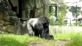 Indignert Gorilla