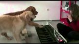 Dogs pianists