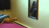 Кішка проти дзеркало