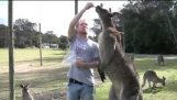 Un canguro gigante