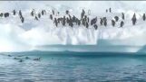 在南極洲的企鵝做些什麼;