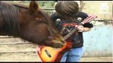 Hest spille guitar