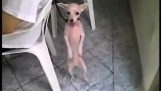 Куче танцува салса
