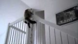 Katten Stuntman