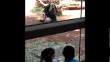 La sorpresa dello scimpanze '